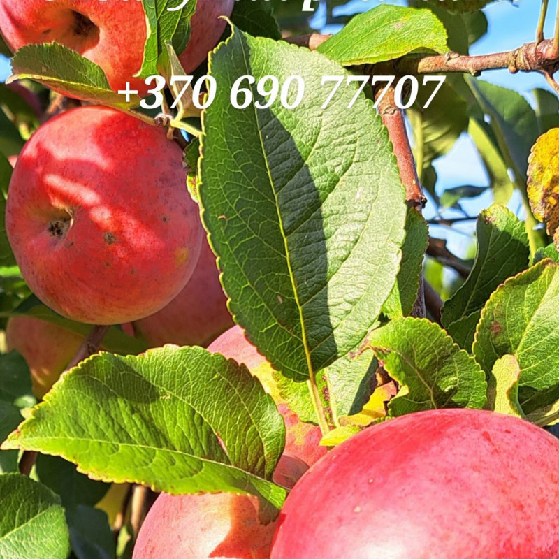 Tvariai užauginti rudeniniai obuoliai