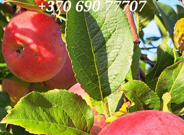 Tvariai užauginti rudeniniai obuoliai