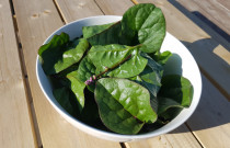 Egoztiškieji špinatai 100 g