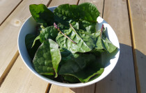 Egoztiškieji špinatai 100 g