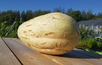 Egzotiškasis moliūgas