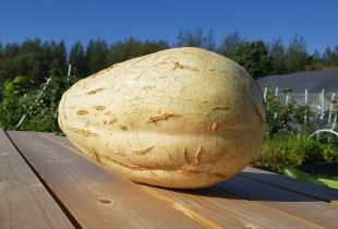 Egzotiškasis moliūgas