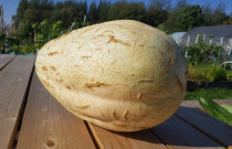 Egzotiškasis moliūgas