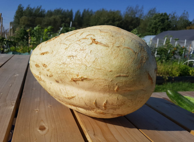 Egzotiškasis moliūgas