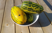 Agurkai troškiniams