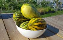 Agurkai troškiniams