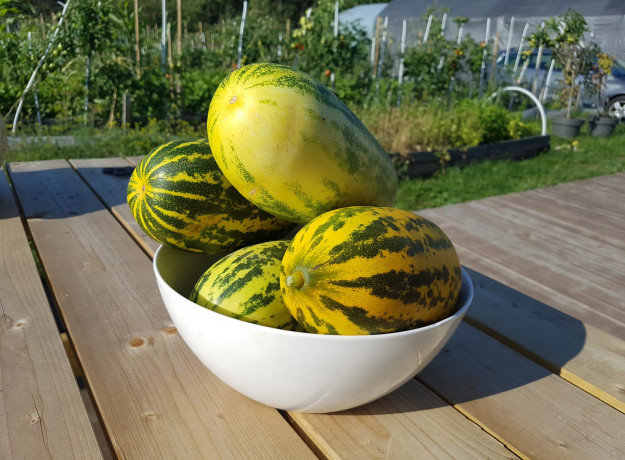 Agurkai troškiniams