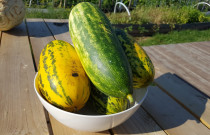 Agurkai troškiniams