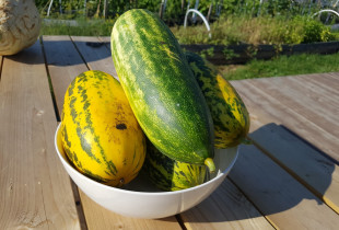 Agurkai troškiniams