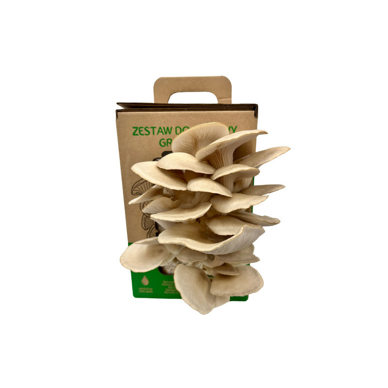 Gluosninių kreivabudžių – Oyster Mushroom – Paruošta pakuotė auginimui namuose