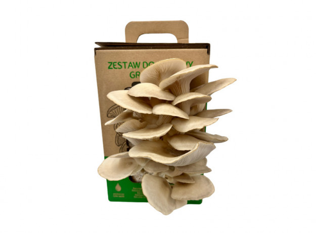 Gluosninių kreivabudžių – Oyster Mushroom – Paruošta pakuotė auginimui namuose