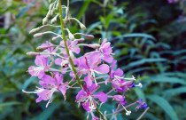 KANAPŪKIS Gauromečio arbata 20 g