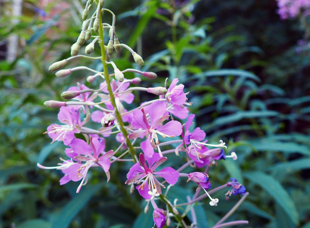 KANAPŪKIS Gauromečio arbata 20 g