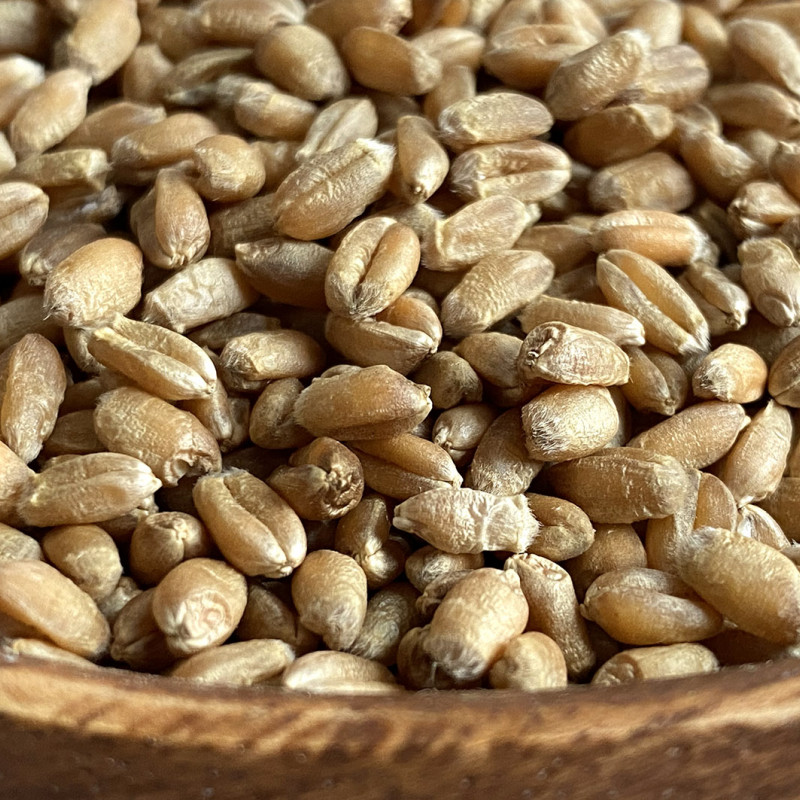 Kviečių grūdai 700 g