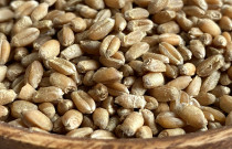 Kviečių grūdai 700 g