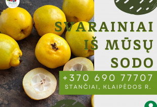 Lietuviški svarainiai, kg