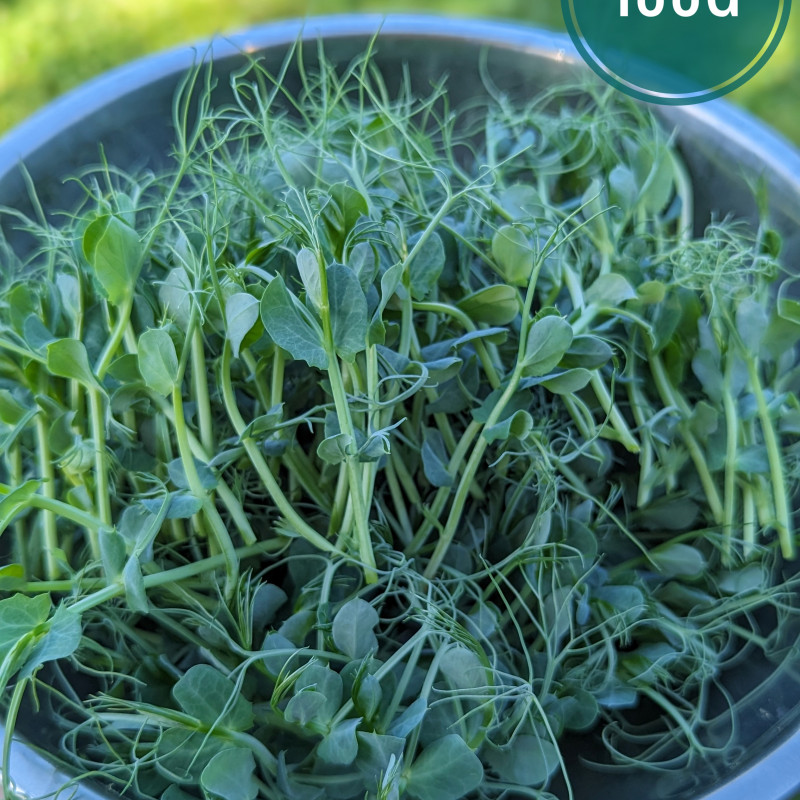 Šviežiai skinti žirnių daigai 100g