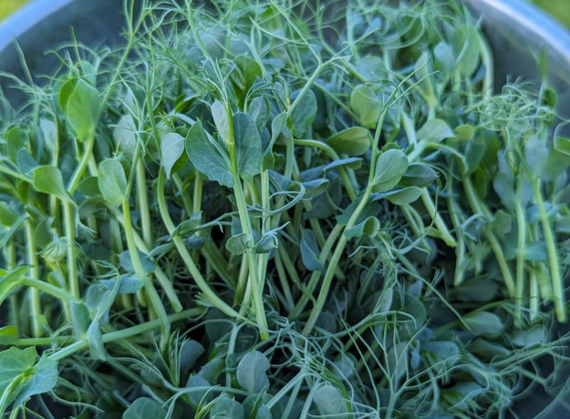 Šviežiai skinti žirnių daigai 100g