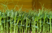 Šviežiai skinti žirnių daigai 100g