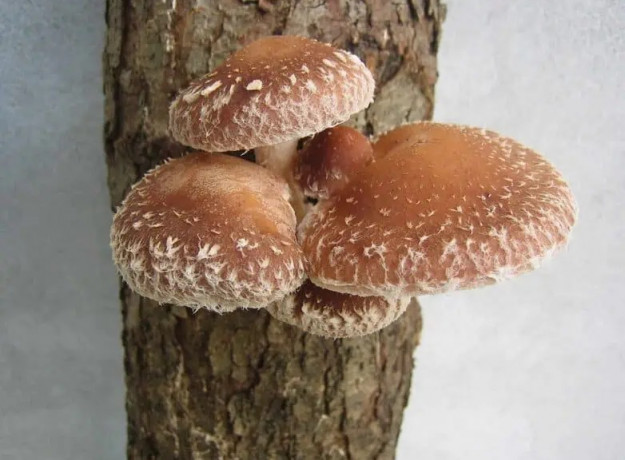 Valgomasis dantenis Shiitake 30 kaištelių rąstams