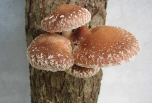 Shiitake 1000 kaištelių...