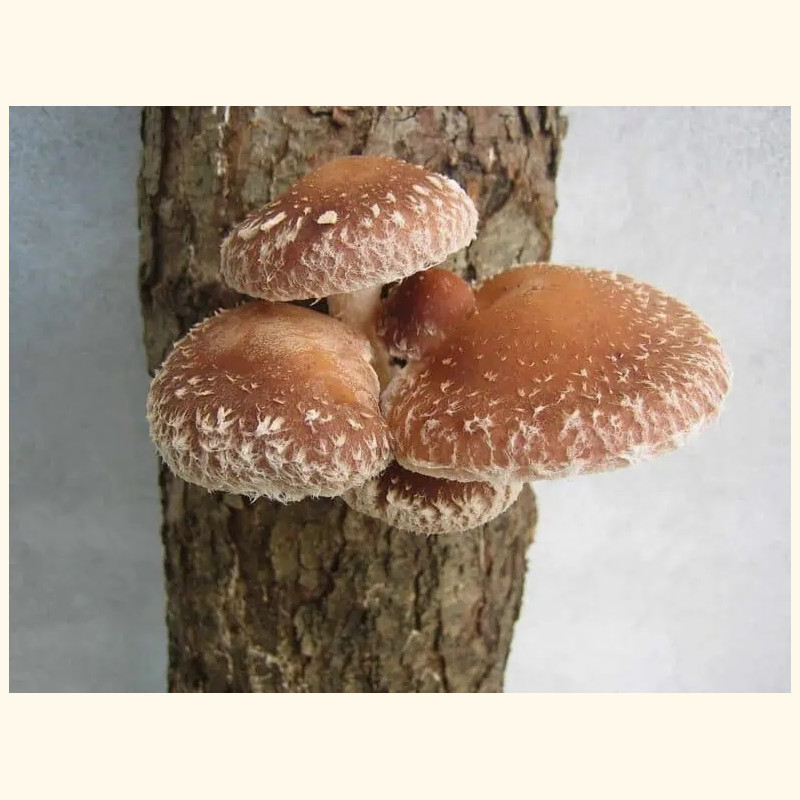 Shiitake 4 litrai pjuvenų rąstams