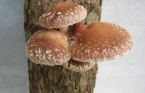 Shiitake 4 litrai pjuvenų rąstams