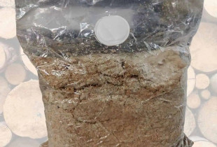 Shiitake 4 litrai pjuvenų...