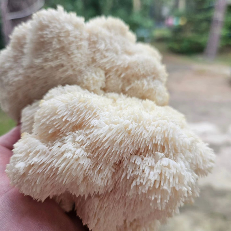 Liūto karčiai 4 l pjuvenų rąstams