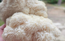 Liūto karčiai 4 l pjuvenų rąstams