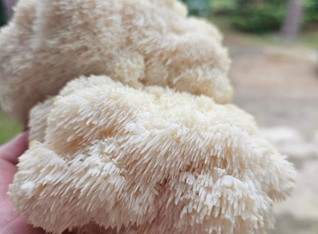 Liūto karčiai 4 l pjuvenų rąstams