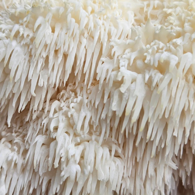 Liūto karčiai 4 l pjuvenų rąstams