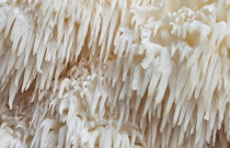 Liūto karčiai 4 l pjuvenų rąstams