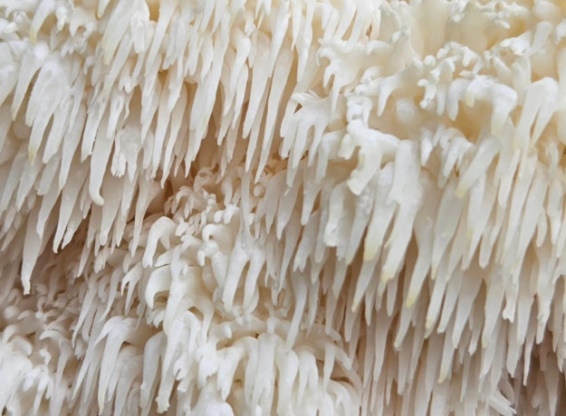 Liūto karčiai 4 l pjuvenų rąstams