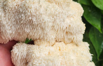 Liūto karčiai 4 l pjuvenų rąstams