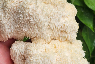 Liūto karčiai 4 l pjuvenų...