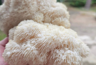 Liūto karčiai 1000...