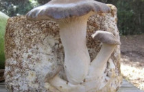 Eryngii 4 l pjuvenų su grybiena rąstams