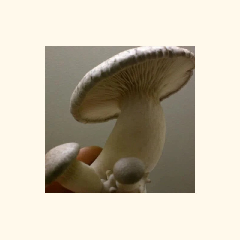 Eryngii 4 l pjuvenų su grybiena rąstams