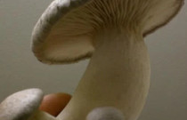 Eryngii 4 l pjuvenų su grybiena rąstams