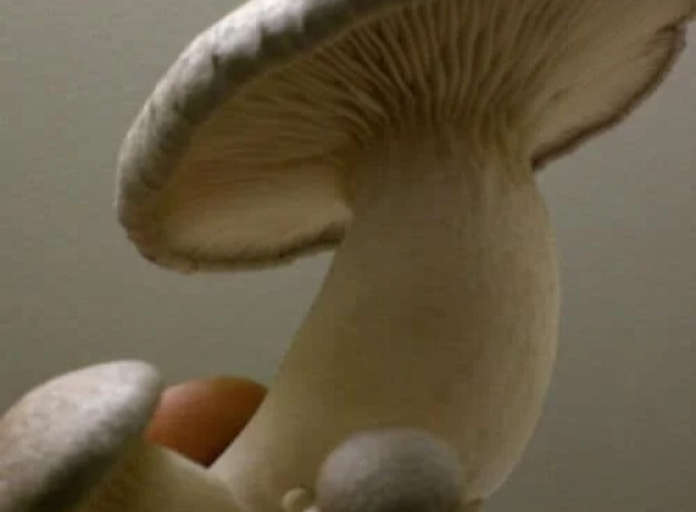 Eryngii 4 l pjuvenų su grybiena rąstams