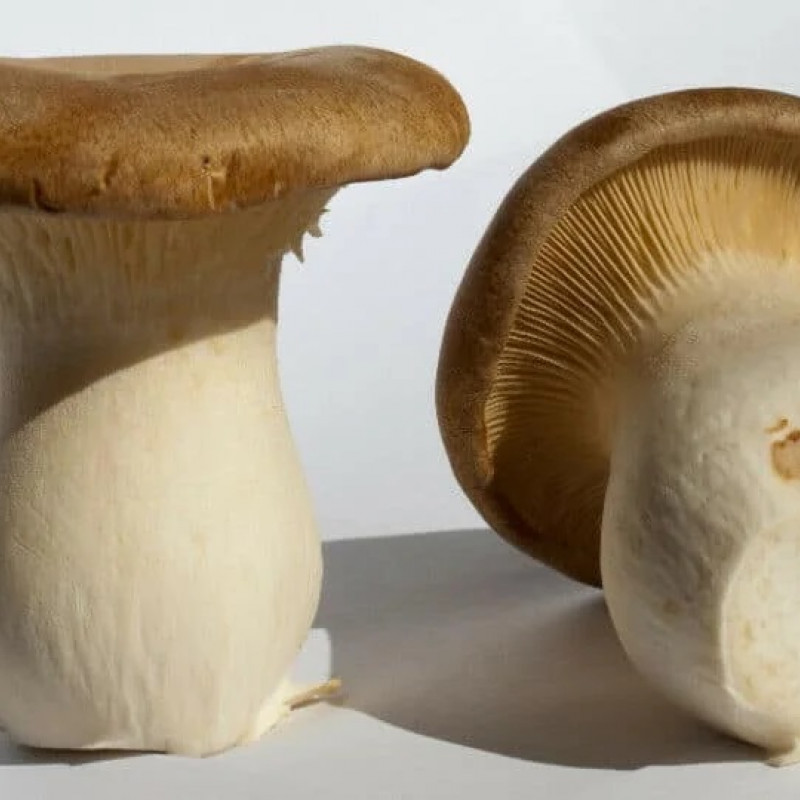 Eryngii 4 l pjuvenų su grybiena rąstams