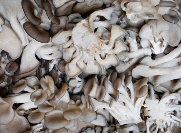 Gluosninės kreivabudės 30 kaištelių rąstams