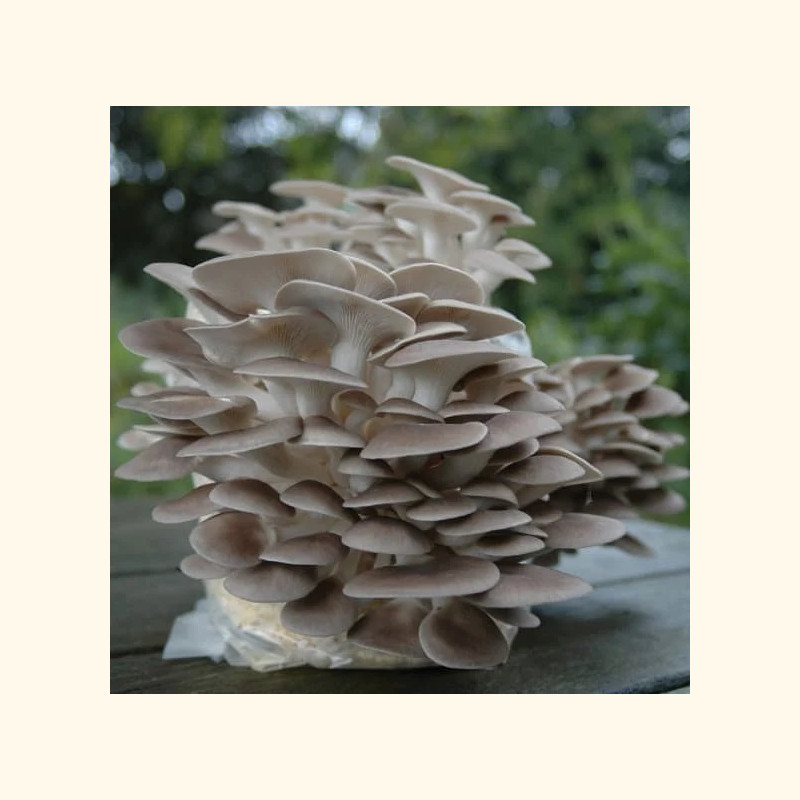 Gluosninės kreivabudės 1000 kaištelių rąstams