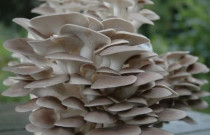 Gluosninės kreivabudės 1000 kaištelių rąstams