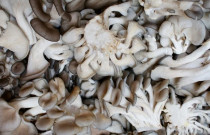 Gluosninės kreivabudės 1000 kaištelių rąstams