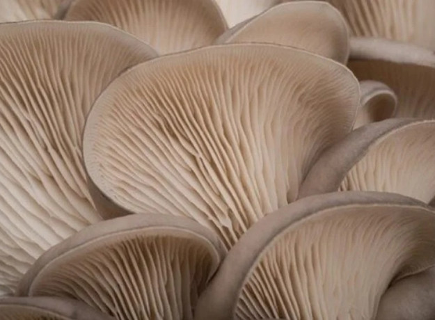 Gluosninės kreivabudės 1000 kaištelių rąstams