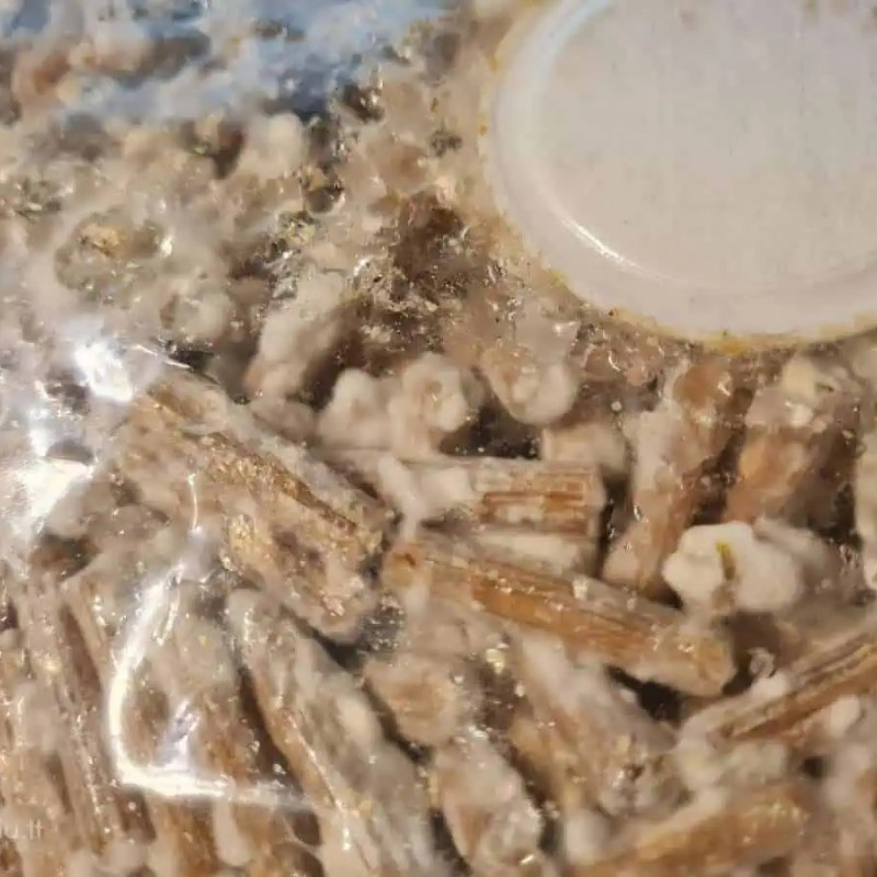 Gluosninės kreivabudės 1000 kaištelių rąstams