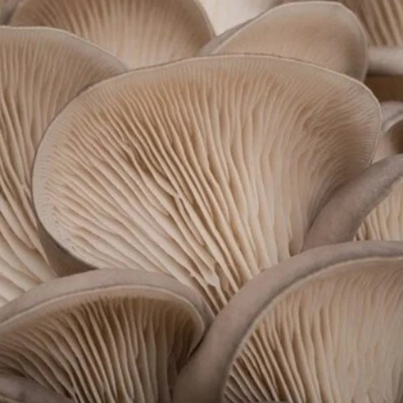 Gluosninės kreivabudės 4 l pjuvenų rąstams