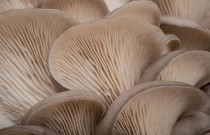 Gluosninės kreivabudės 4 l pjuvenų rąstams